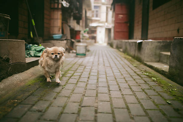 Stray dogs in Hutongs