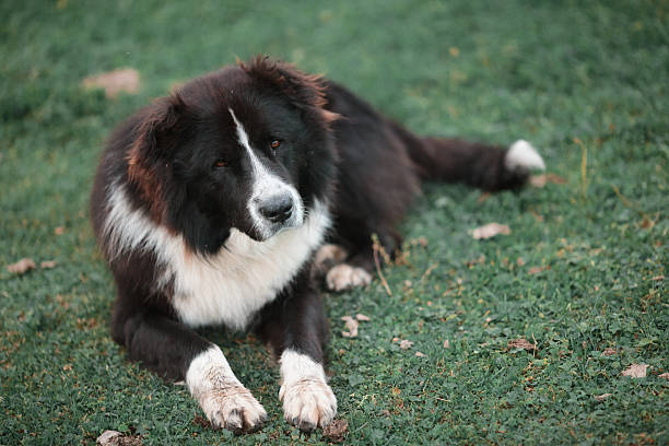 istock Pedigree dogs Shepherd lying on a soft green grass. 625417586
