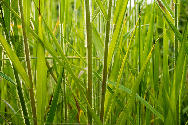 свежесть травянки в сельской местности - long leaf grass blade of grass стоковые фото и изображения