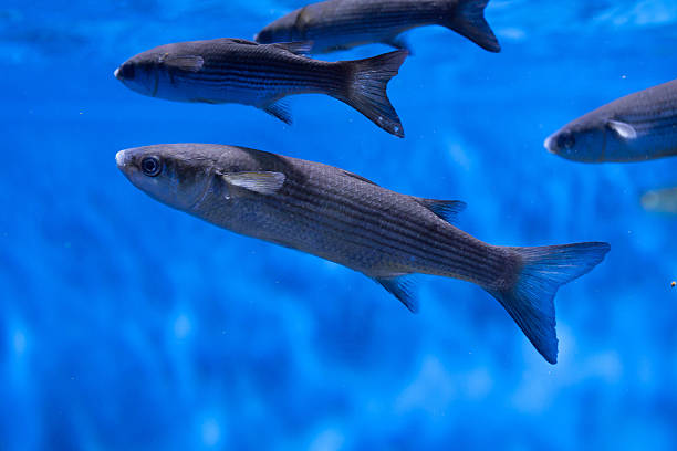 Thicklip grey mullet (Chelon labrosus) Thicklip grey mullet (Chelon labrosus). north atlantic fish stock pictures, royalty-free photos & images