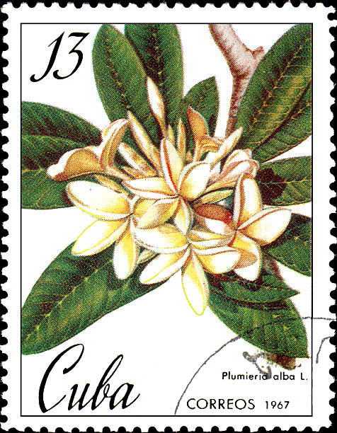 キューバで印刷されたスタンプは、プルミエラアルバの画像を示しています ストックフォト