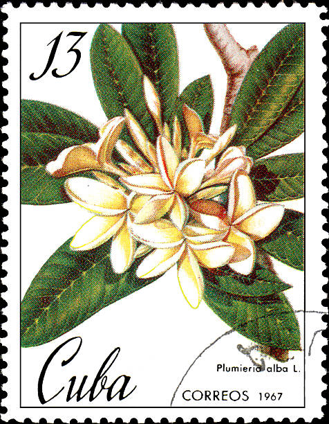 Stamp printed in Cuba shows image of a Plumieria alba stock photo