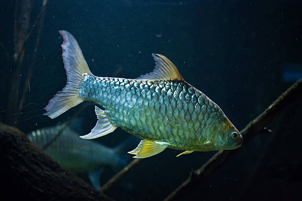 Java Babbar 60+ Java Barb Barbonymus Gonionotus Stock Photos, Pictures & Royalty ...