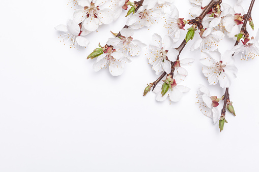 Apricot blossom on white background early spring.