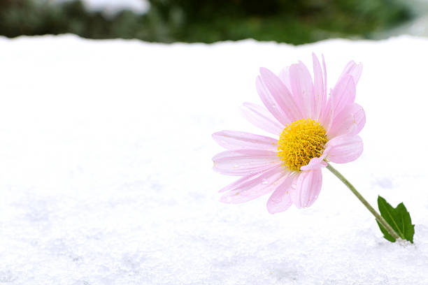 Japanese purple chrysanthemum on snow background