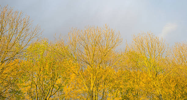 Free Stock Photo of Group of Trees Adorned With Yellow Leaves ...