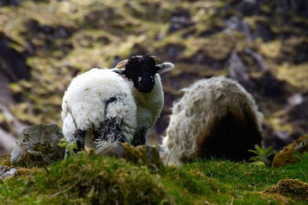istock White lambs in Irish countryside 625433752