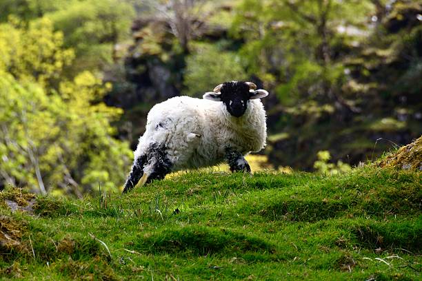 istock White lambs in Irish countryside 625433862