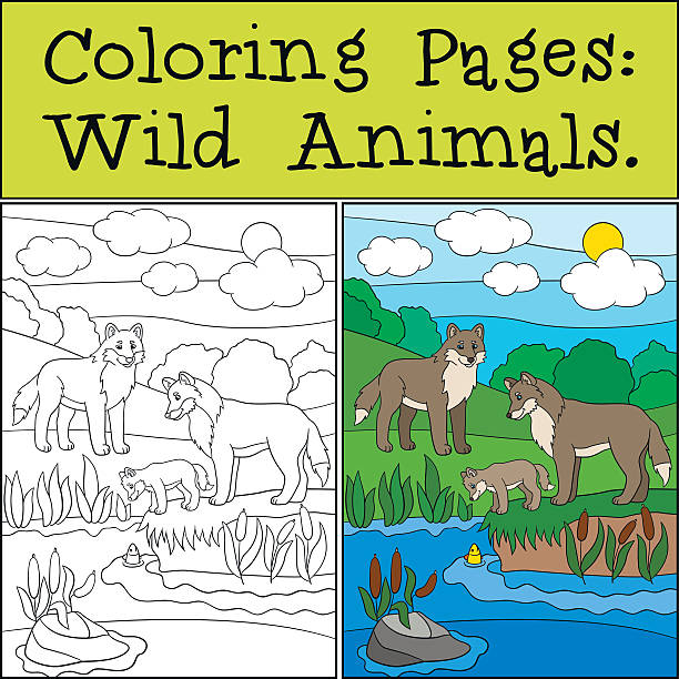 Coloring Pages Wild Animals Mother And Father Wolf With Baby Stock  Illustration - Download Image Now - iStock