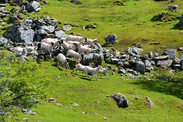 istock Flock of sheep led by a dog 625435290