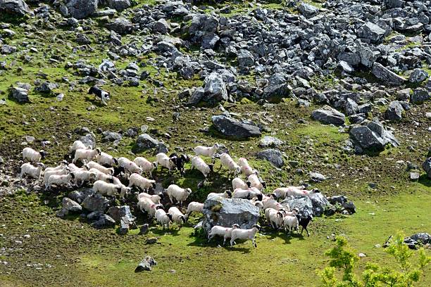 istock Flock of sheep led by a dog 625437470