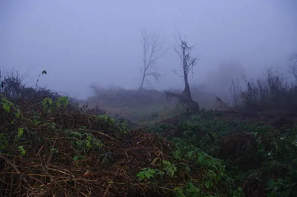 fog,landscape,view,Poland