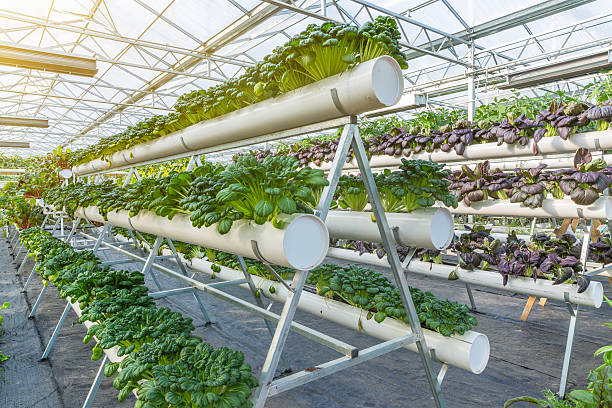 istock Organic vegetable in greenhouse 625437862