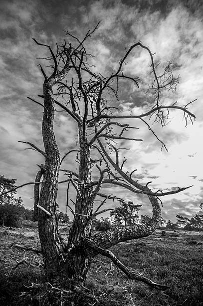 istock Kahler Baum in De Hoge Veluwe 625438094