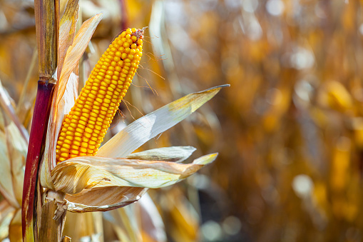 one mature yellow cob of sweet corn on the field. Collect corn crop.