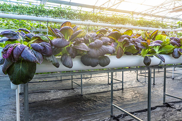 istock Organic vegetable in greenhouse 625439414