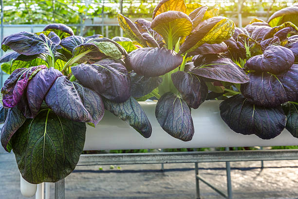 istock Organic vegetable in greenhouse 625439558