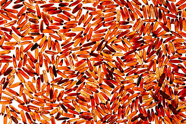 Red rice close-up on white background. Red rice close-up on white background. Pattern wild brown unpolished rice for vegetarians. genmai stock pictures, royalty-free photos & images