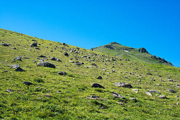 istock Wild flowers blooming in wilderness 625439926