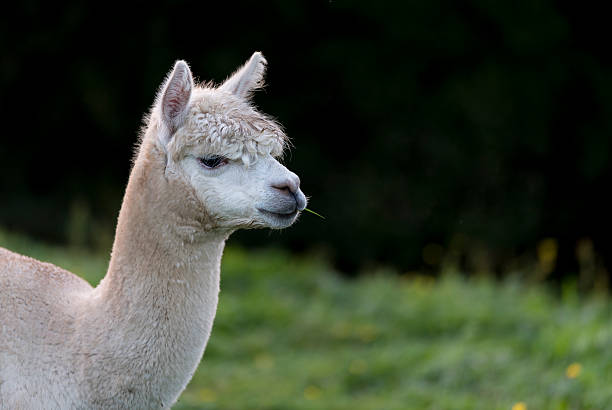istock Alpaca, chewing a single blade of grass 625440160