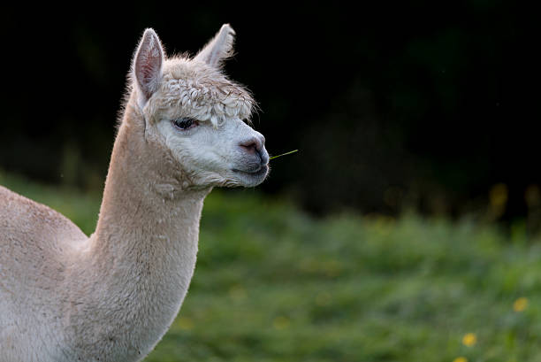 istock Alpaca, chewing a single blade of grass 625440290