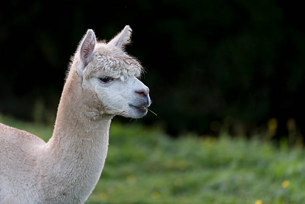 istock Alpaca, chewing a single blade of grass 625440438