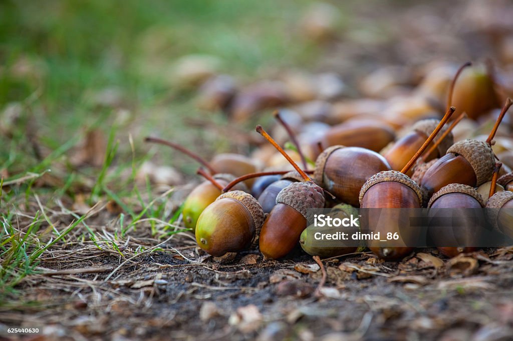 Acorns different maturity and sizes lie on the floor. Acorns different maturity and sizes lie on the floor under the oak tree in the forest. Close-up. Acorn Stock Photo