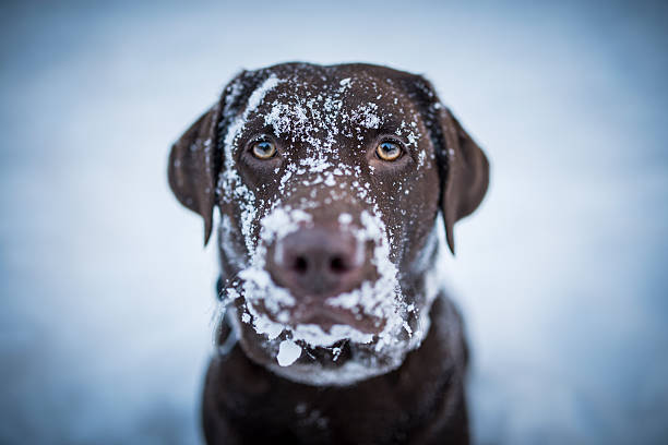 brown labrador retriever le ha nevicato in faccia. - animal dog winter snow foto e immagini stock