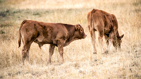 Domestic Bovine. Horizontal composition.