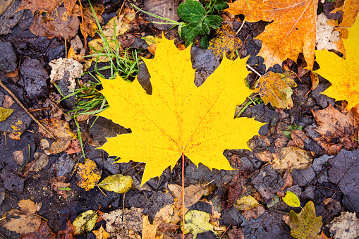 Yellow maple leaf on the ground in autumn time