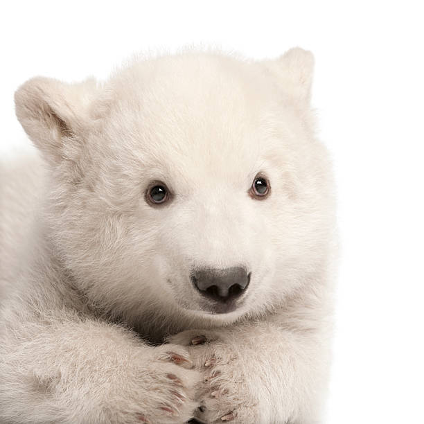 niedźwiedź polarny młode, ursus maritimus, 3 miesiące, siedzi - polar bear young animal cub isolated zdjęcia i obrazy z banku zdjęć