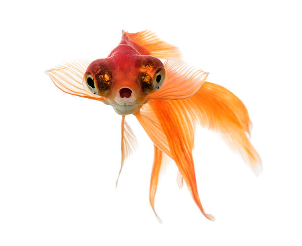istock Front view of a Goldfish in water, islolated on white 625442812