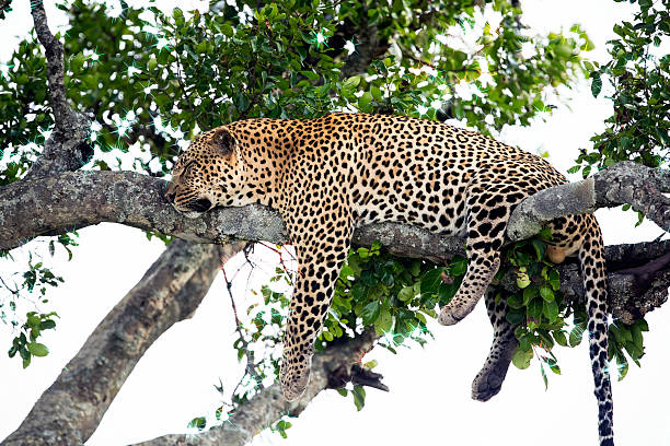 istock Leopard sleeping full stomach with yellow balls 625442818