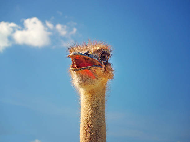 istock Head shot of an ostrich 625442864