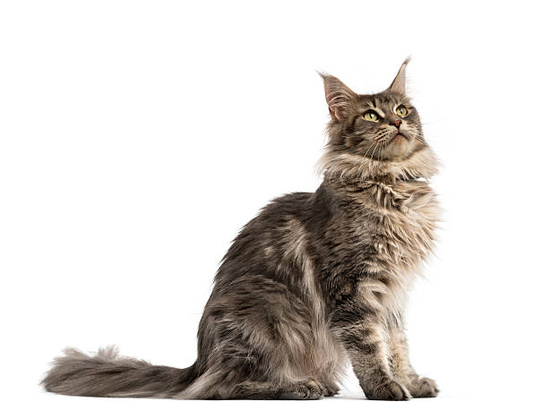 istock Side view of a Maine coon sitting isolated on white 625443256