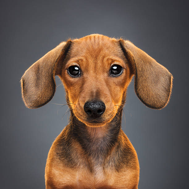 Teckel puppy dog portrait stock photo