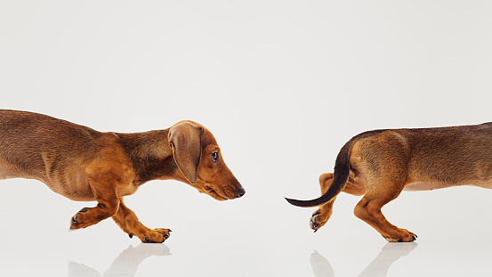 Studio portrait of a beautiful female 3 months old teckel dog running after her tail. Chasing her tail. Horizontal color image from a DSLR. Sharp focus on eyes.