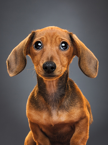 Studio portrait of a beautiful female 3 months old teckel dog begging in front of the camera. Vertical color image from a DSLR. Sharp focus on eyes.