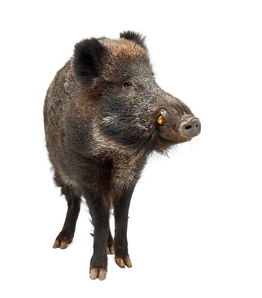 istock Wild boar, Sus scrofa, 15 years old, standing 625443752