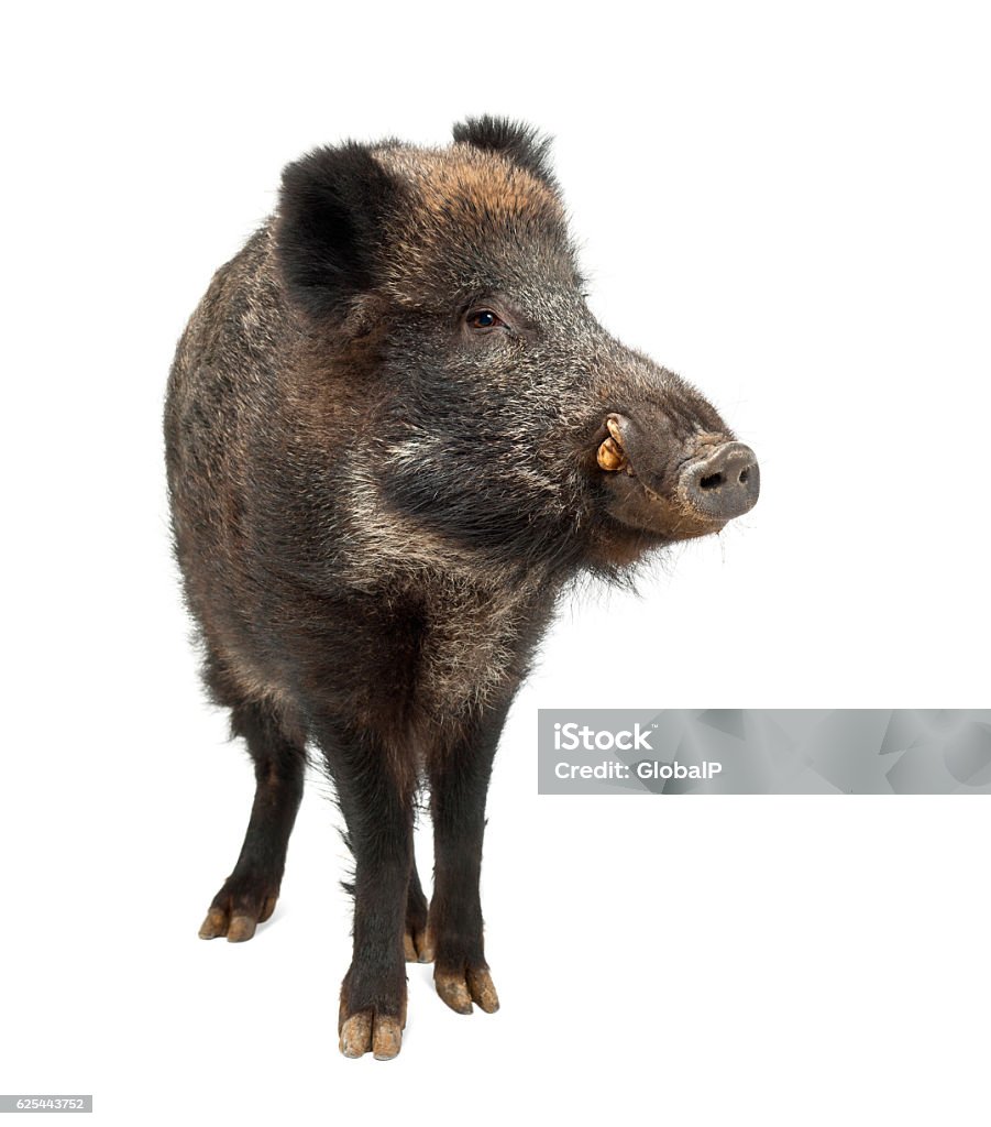 Wild boar, Sus scrofa, 15 years old, standing Wild boar, also wild pig, Sus scrofa, 15 years old, standing against white background Animal Stock Photo