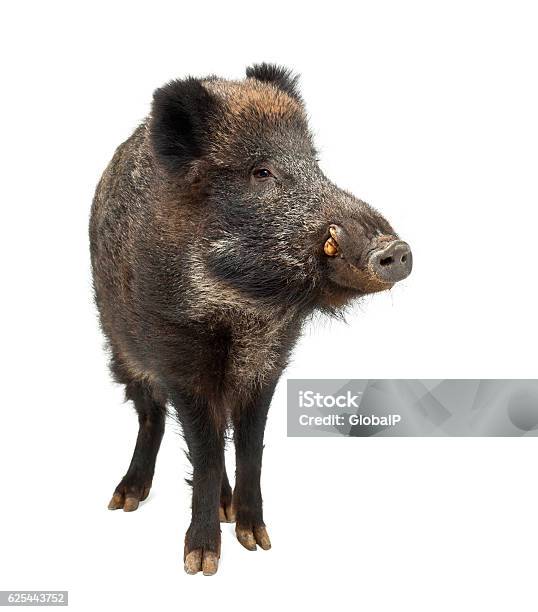 Wild Boar Sus Scrofa 15 Years Old Standing Stock Photo - Download Image Now - Animal, Animal Themes, Animal Wildlife