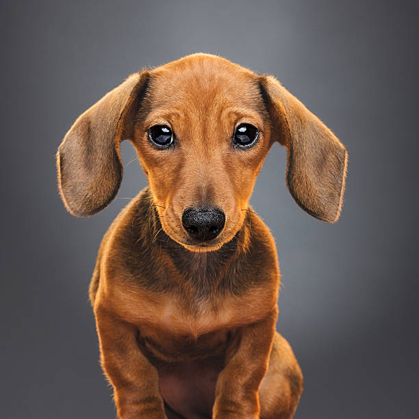 istock Teckel puppy dog portrait 625443824