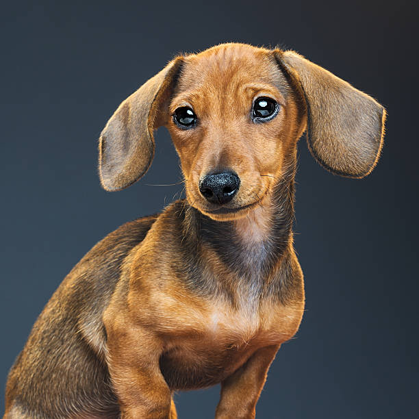 istock Teckel puppy dog portrait 625443906