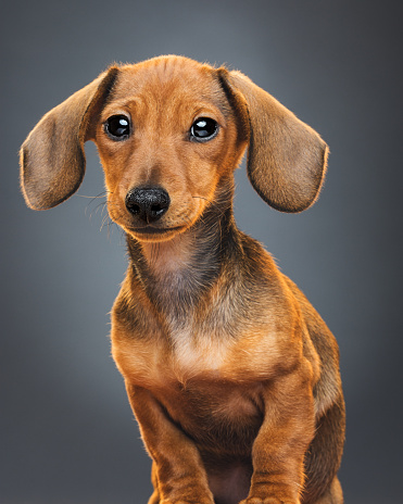 Studio portrait of a beautiful female 3 months old teckel dog posing in front of the camera. Vertical color image from a DSLR. Sharp focus on eyes.