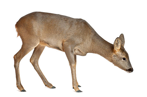 istock European Roe Deer, Capreolus capreolus, 3 years old, standing 625444060