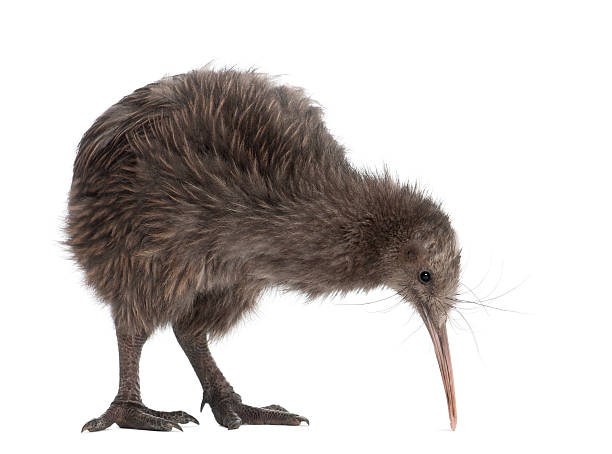 istock North Island Brown Kiwi, Apteryx mantelli, 5 months old, standing 625444372