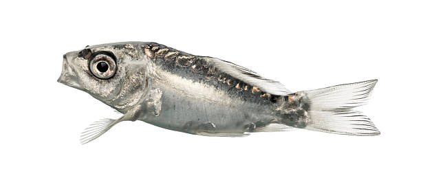 istock Side view of a grey koi isolated on white 625444622