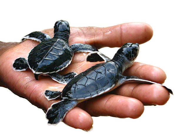 istock Newborn sea turtles, on white  background,  isolated 625444650