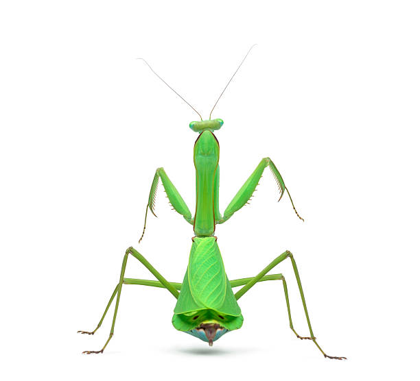 istock Male praying mantis - Macromantis ovalifolia, isolated on white 625445186