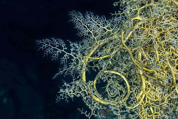 Photo of Giant basket star unfurling